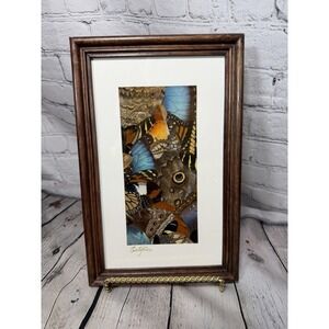 Vintage Taxidermy Butterfly Collage MCM Art Costa Rica Rectangle